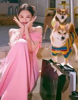 李一桐春日花间写真曝光 一袭粉裙携萌犬诠释多面魅力  第3张
